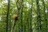 hoorneboegseheide_015_small.jpg