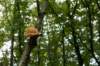 hoorneboegseheide_016_small.jpg