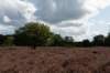 hoorneboegseheide_023_small.jpg