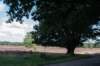 hoorneboegseheide_024_small.jpg