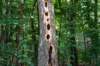 hoorneboegseheide_026_small.jpg