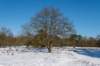 hoorneboegseheide2_001_small.jpg