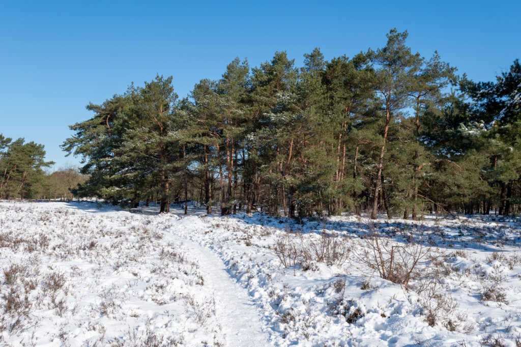 hoorneboegseheide2_002.jpg