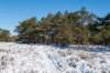 hoorneboegseheide2_002_small.jpg