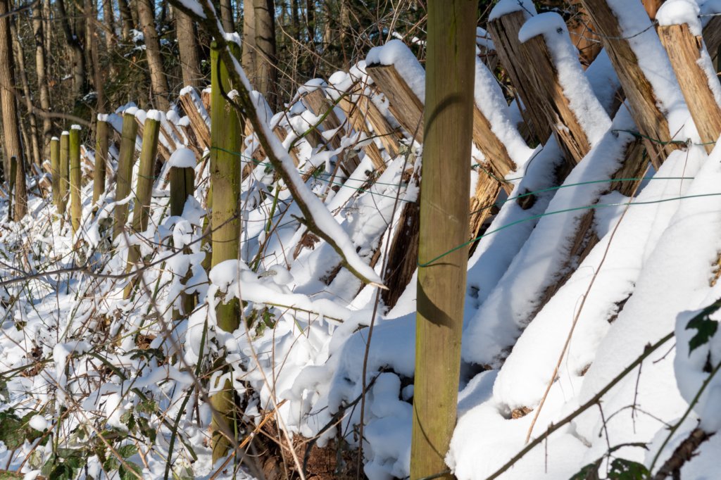 hoorneboegseheide2_005.jpg