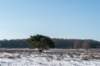hoorneboegseheide2_011_small.jpg