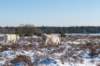 hoorneboegseheide2_014_small.jpg