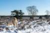 hoorneboegseheide2_018_small.jpg