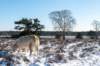 hoorneboegseheide2_019_small.jpg