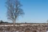 hoorneboegseheide2_020_small.jpg
