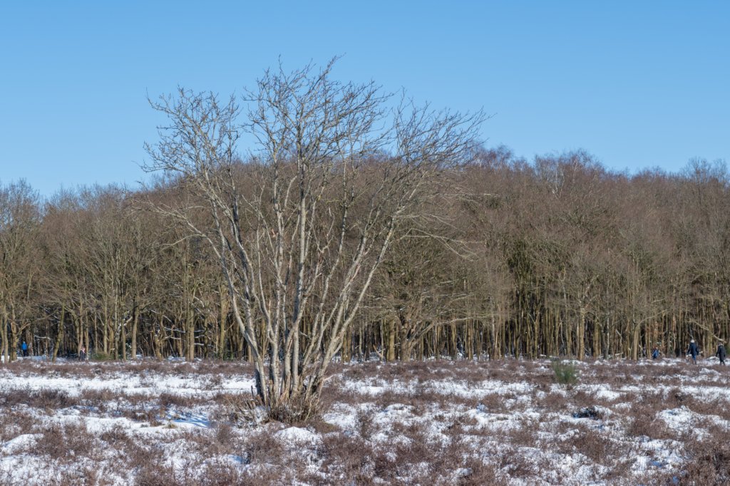 hoorneboegseheide2_021.jpg