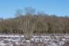 hoorneboegseheide2_021_small.jpg