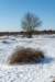 hoorneboegseheide2_022_small.jpg