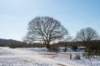hoorneboegseheide2_023_small.jpg
