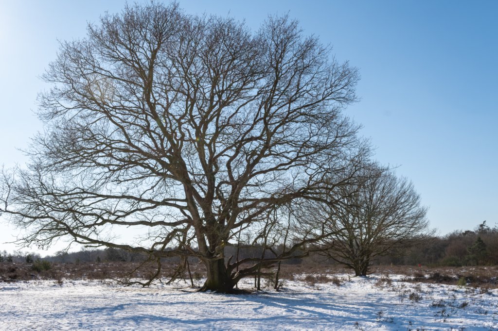 hoorneboegseheide2_024.jpg