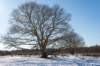 hoorneboegseheide2_024_small.jpg