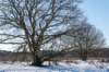hoorneboegseheide2_025_small.jpg
