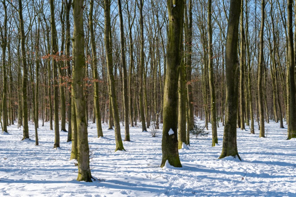 hoorneboegseheide2_026.jpg