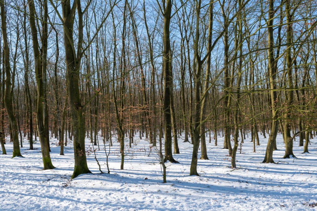 hoorneboegseheide2_027.jpg