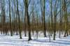 hoorneboegseheide2_028_small.jpg