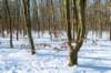 hoorneboegseheide2_029_small.jpg