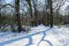 hoorneboegseheide2_030_small.jpg