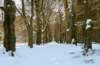 hoorneboegseheide2_031_small.jpg