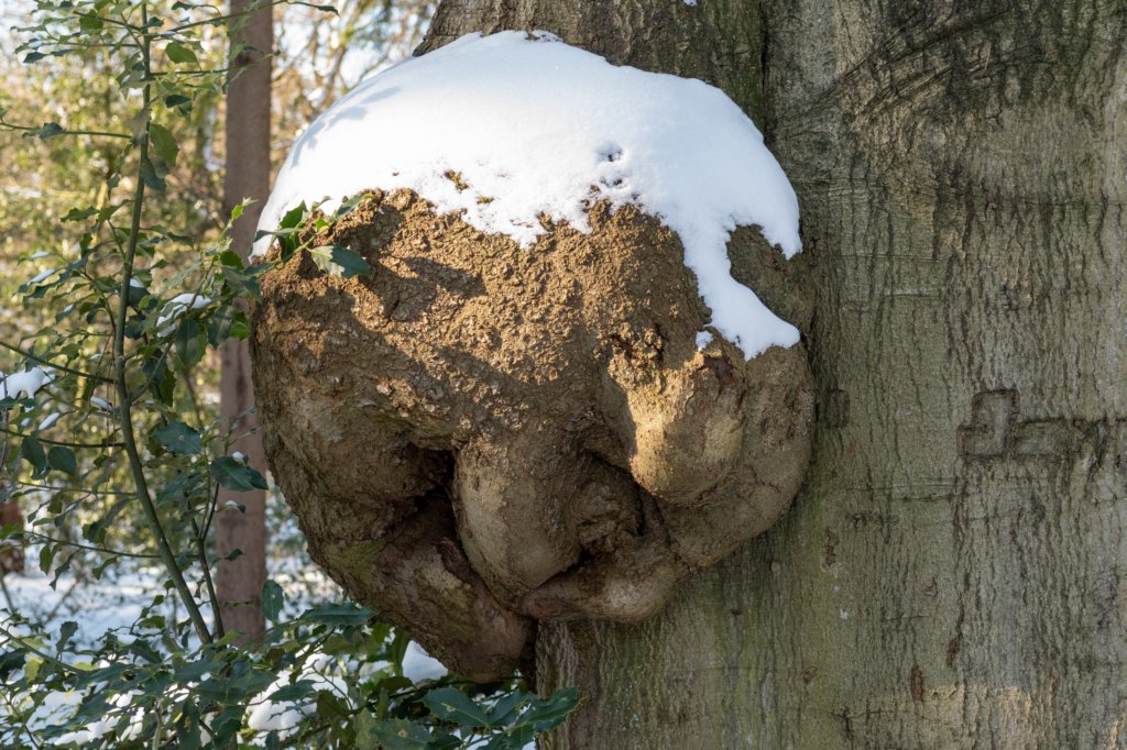 hoorneboegseheide2_032.jpg
