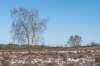 hoorneboegseheide2_038_small.jpg