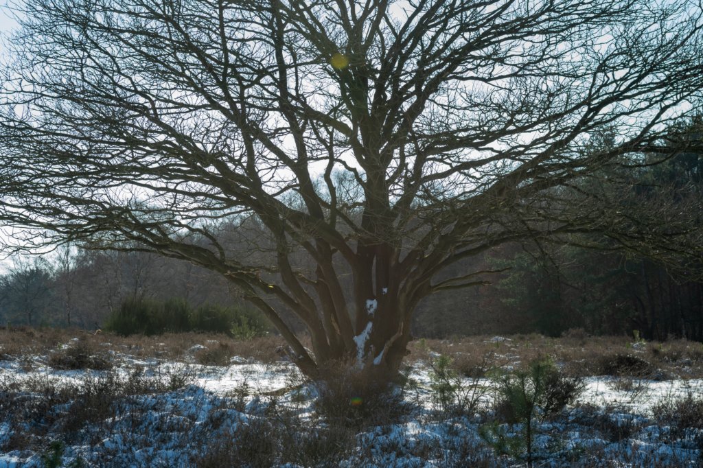 hoorneboegseheide2_039.jpg