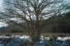 hoorneboegseheide2_039_small.jpg