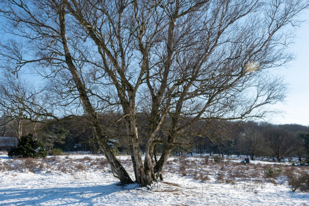 hoorneboegseheide2_040.jpg