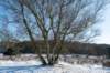 hoorneboegseheide2_040_small.jpg
