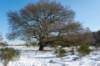 hoorneboegseheide2_041_small.jpg