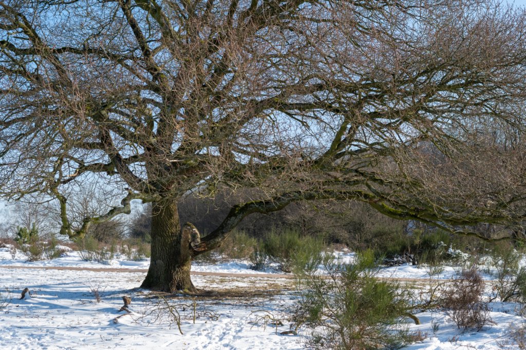 hoorneboegseheide2_042.jpg
