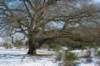 hoorneboegseheide2_042_small.jpg