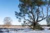hoorneboegseheide2_047_small.jpg