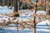 hoorneboegseheide2_048_small.jpg