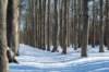 hoorneboegseheide2_051_small.jpg