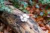 hoorneboegseheide4_002_small.jpg