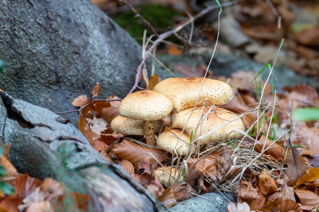 hoorneboegseheide4_003.jpg