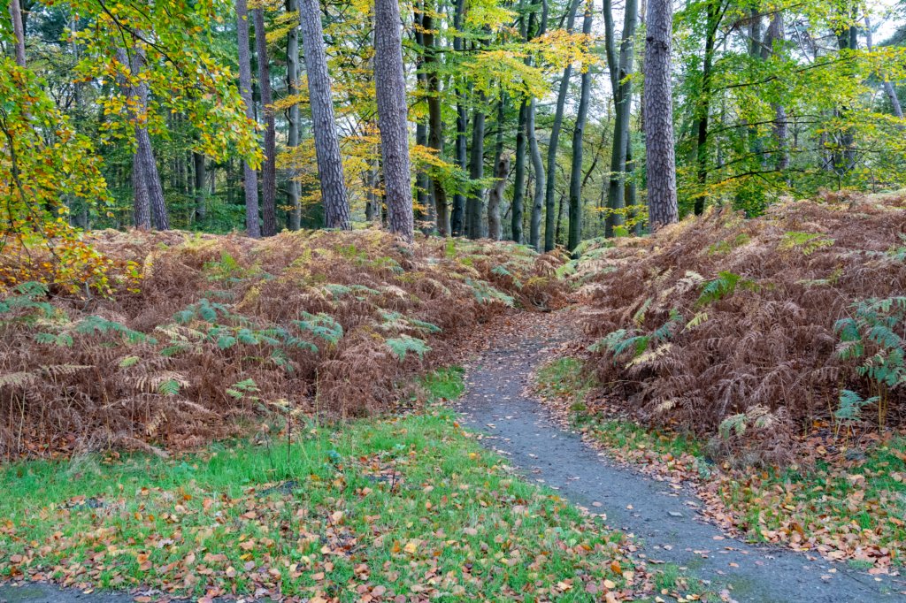 hoorneboegseheide4_006.jpg