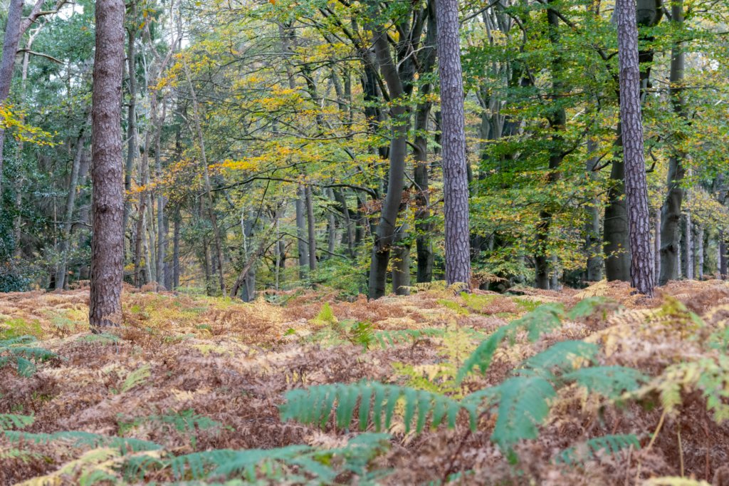 hoorneboegseheide4_007.jpg