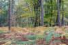 hoorneboegseheide4_007_small.jpg