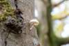 hoorneboegseheide4_008_small.jpg