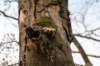 hoorneboegseheide4_009_small.jpg