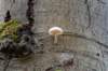 hoorneboegseheide4_010_small.jpg