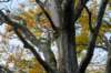 hoorneboegseheide4_012_small.jpg