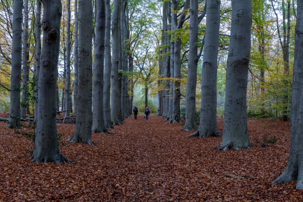 hoorneboegseheide4_015.jpg