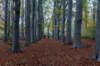 hoorneboegseheide4_015_small.jpg